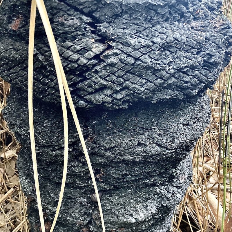 Xanthorrhoea preissii, photographed by pimelea