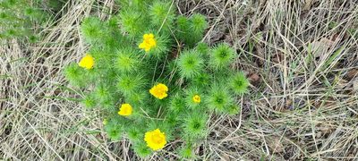 Adonis vernalis, photographed by Yurii Basov