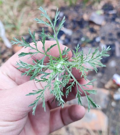 Artemisia macrantha, photographed by Yurii Basov