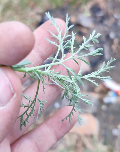 Artemisia macrantha, photographed by Yurii Basov