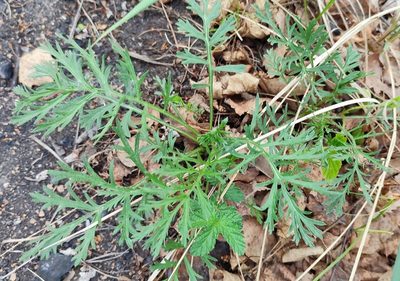 Artemisia latifolia, photographed by Yurii Basov