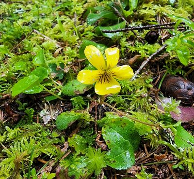 Viola sempervirens, photographed by Lyrae