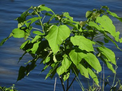 Catalpa speciosa, photographed by Mary K. Hanson