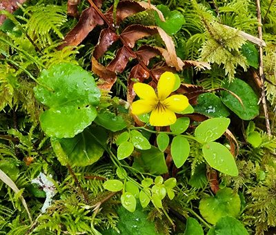 Viola sempervirens, photographed by Lyrae