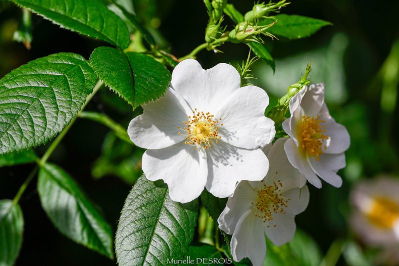 Rosa corymbifera, photographed by Murielle Desrois