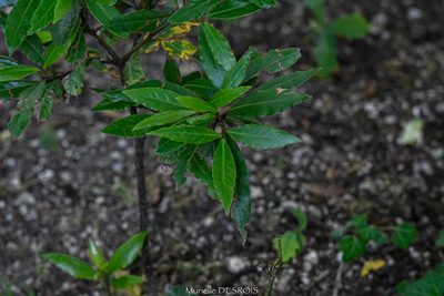 Laurus nobilis, photographed by Murielle Desrois