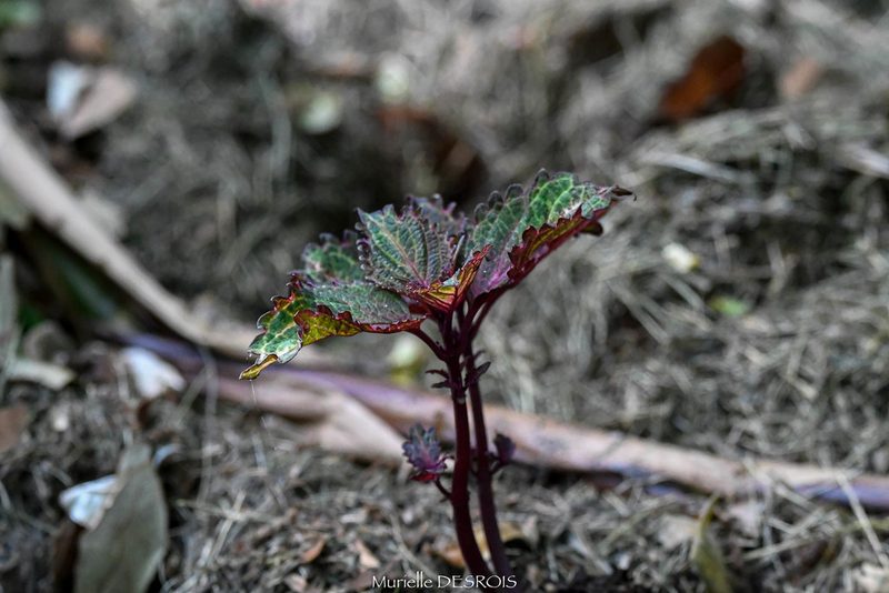 Coleus scutellarioides, photographed by Murielle Desrois
