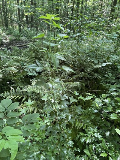 Acer buergerianum, photographed by asiminamacrophylla