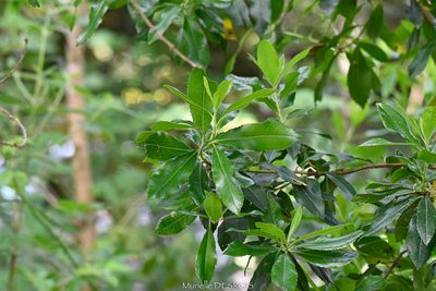 Arbutus unedo, photographed by Murielle Desrois