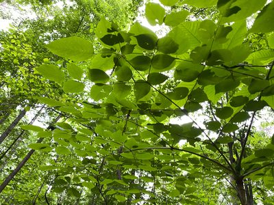 Aralia spinosa, photographed by Shawn Taylor
