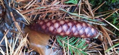 Picea obovata, photographed by Алексей Ябс