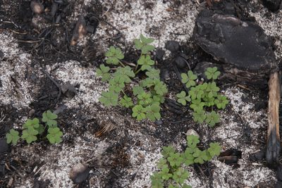 Oxalis pes-caprae, photographed by Tony Rebelo