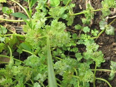 Lamium amplexicaule, photographed by Zakqary Roy