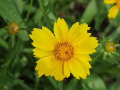 Coreopsis lanceolata, photographed by Zakqary Roy