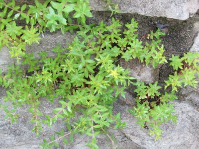 Sedum sarmentosum, photographed by Zakqary Roy