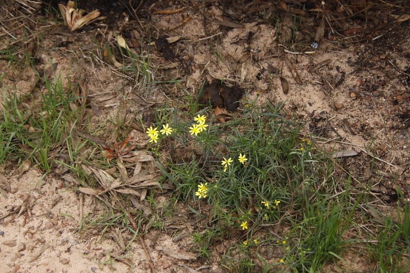 Senecio burchellii, photographed by Tony Rebelo