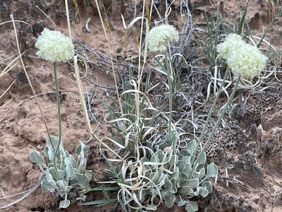 Eriogonum ovalifolium, photographed by Robbie Hannawacker