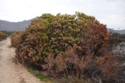 Leucadendron laureolum, photographed by Tony Rebelo