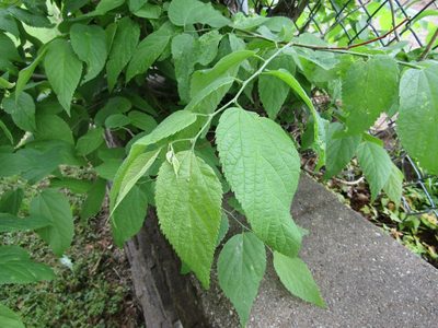 Celtis occidentalis, photographed by Zakqary Roy