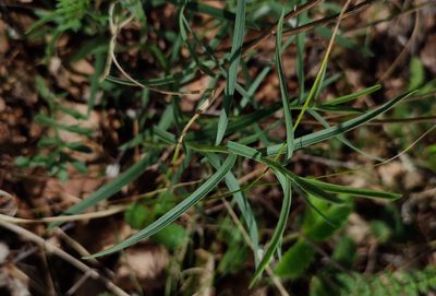 Artemisia dracunculus, photographed by Yurii Basov