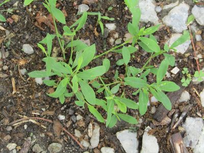 Polygonum aviculare, photographed by Zakqary Roy