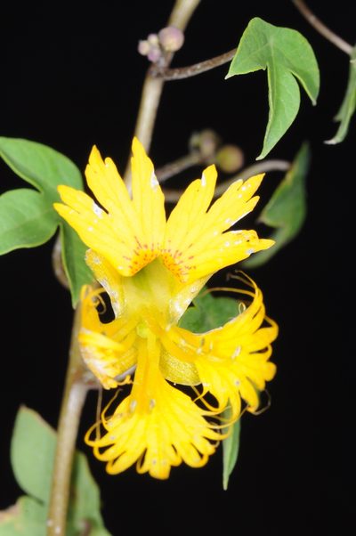 Tropaeolum slanisii, photographed by aacocucci