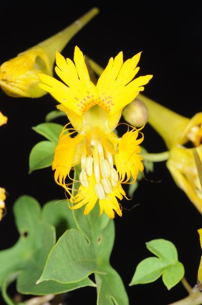 Tropaeolum slanisii, photographed by aacocucci