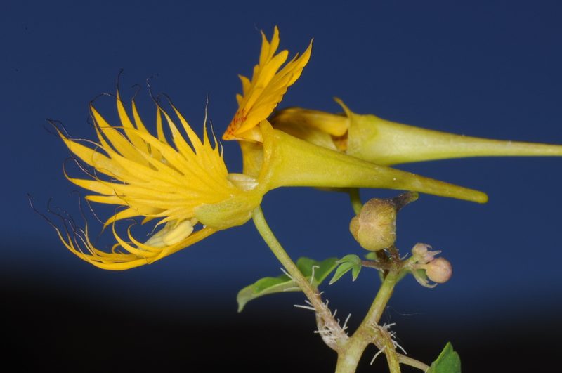 Tropaeolum slanisii, photographed by aacocucci