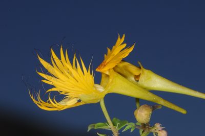 Tropaeolum slanisii, photographed by aacocucci
