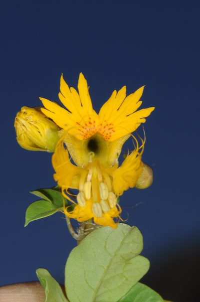 Tropaeolum slanisii, photographed by aacocucci