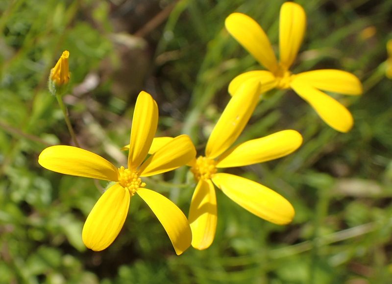 Senecio sisymbriifolius, photographed by Peter Warren