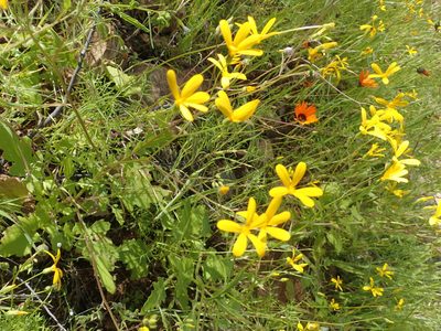 Senecio sisymbriifolius, photographed by Peter Warren