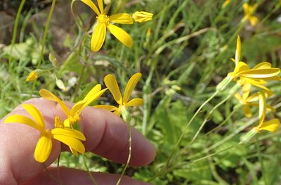 Senecio sisymbriifolius, photographed by Peter Warren