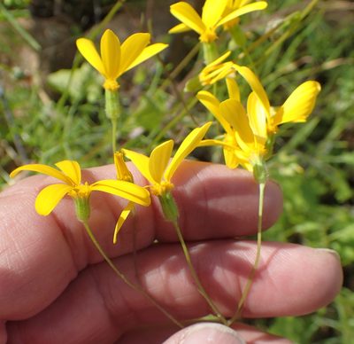 Senecio sisymbriifolius, photographed by Peter Warren