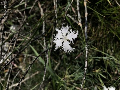 Dianthus spiculifolius, photographed by Conrad Altmann