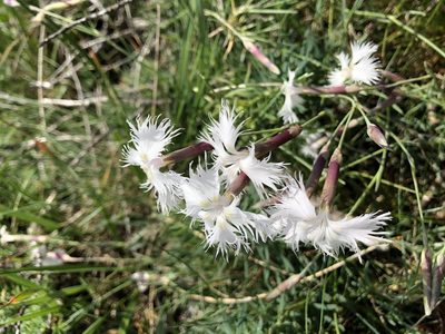 Dianthus spiculifolius, photographed by Conrad Altmann