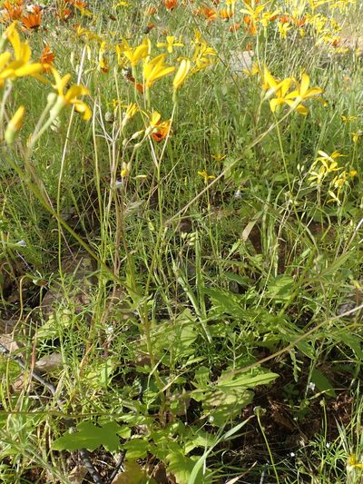 Senecio sisymbriifolius, photographed by Peter Warren