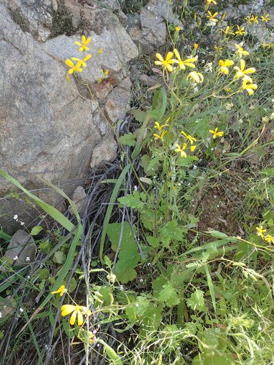 Senecio sisymbriifolius, photographed by Peter Warren