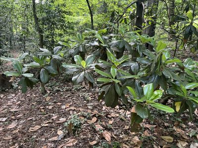Magnolia grandiflora, photographed by asiminamacrophylla