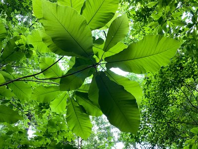 Magnolia macrophylla, photographed by Shawn Taylor