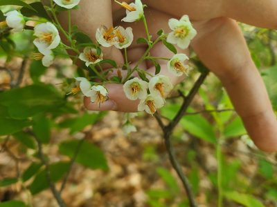 Vaccinium stamineum, photographed by Megan Massa