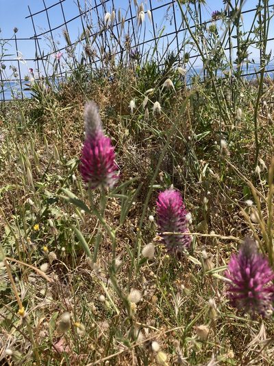 Trifolium purpureum, photographed by helen1688