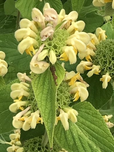 Phlomis russeliana, photographed by Heidi Hellstern