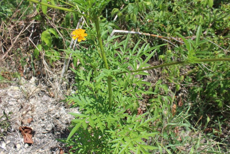 Cosmos sulphureus, photographed by Ricard Busquets Reverte