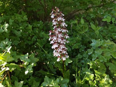 Orchis purpurea, photographed by Jens-Christian Svenning