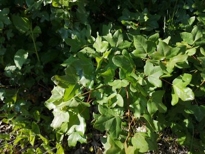 Acer monspessulanum, photographed by Jens-Christian Svenning