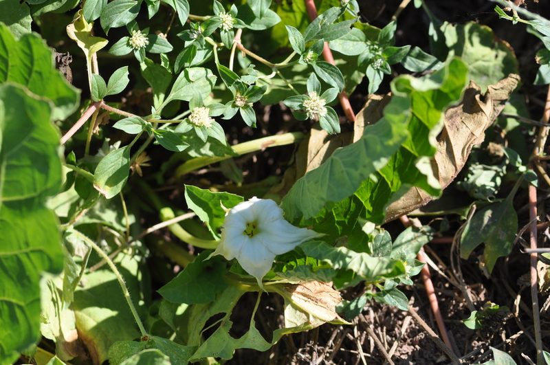 Jaborosa odonelliana, photographed by aacocucci