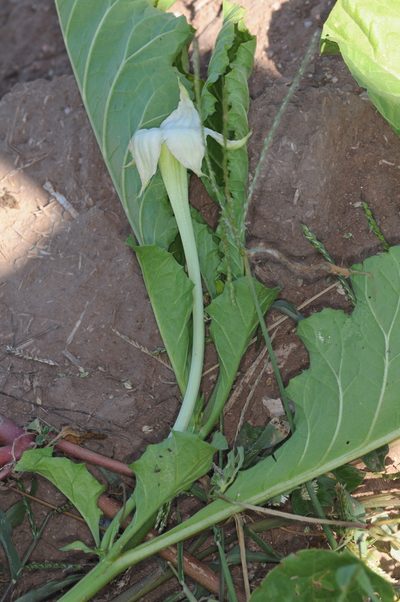 Jaborosa odonelliana, photographed by aacocucci