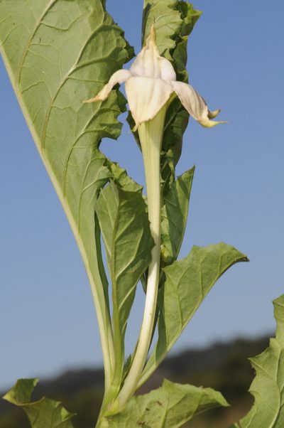 Jaborosa odonelliana, photographed by aacocucci