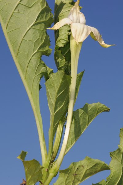 Jaborosa odonelliana, photographed by aacocucci